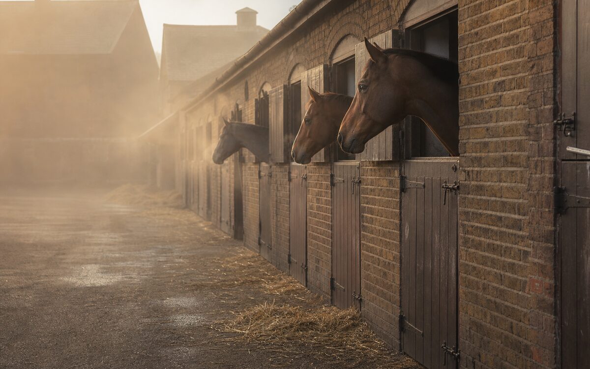 Newmarket Spy — website screenshot